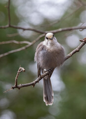 A Canadian Gray Jay (Perisoreus canadensis) on a bare branch in late autumn in Algonquin Park