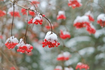 Viburnum berries. Red berries in the snow.Viburnum berries close-up.Useful plants.