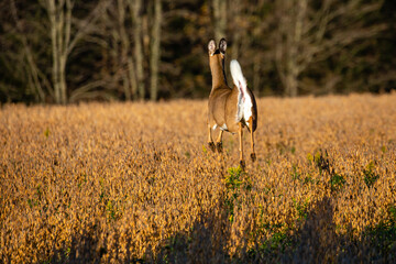 White-tailed deer doe (odocoileus virginianus) running in a Wisconsin soybean field in fall