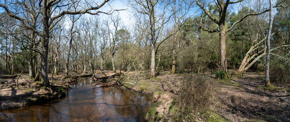 Riverside walk in the new forest woodland in winter