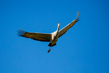 Sandhill Crane (Grus canadensis) flying in a blue sky