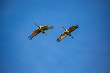 Pair of Sandhill Crane (Grus canadensis) flying in a Wisconsin blue sky