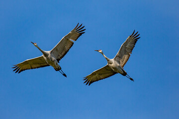 Two Sandhill Crane (Grus canadensis) flying in a Wisconsin blue sky