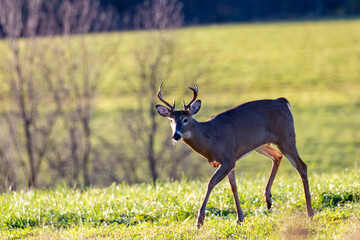 White-tailed deer buck (odocoileus virginianus) walking in a Wisconsin hayfield in October