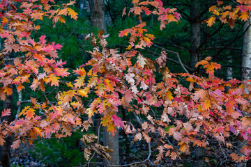 Obraz na płótnie Canvas Colorful, Wisconsin oak branches in autumn