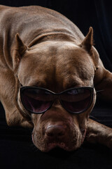 chocolate pitbull wearing black glasses close-up