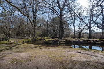 Riverside walk in the new forest woodland in winter