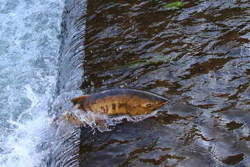 Obraz premium 鮭 遡上 母川回帰 