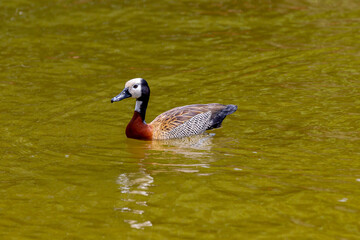 Typical South American wild duck known as "irerê", or white-faced duck in close-up