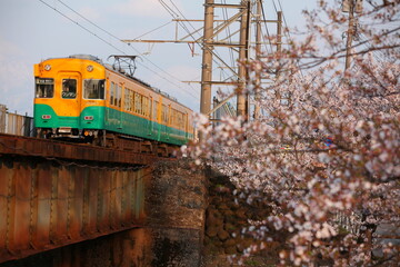 Obraz premium 富山地方鉄道桜