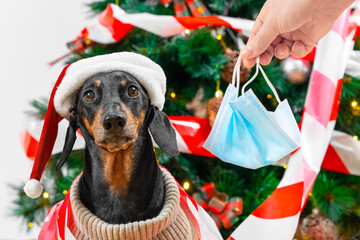 Fototapeta premium Person hands medical protective mask to cute dachshund dog in warm sweater and Santa hat. Christmas tree is wrapped in red and white signal tape because celebrating in public places is prohibited.