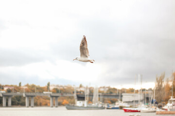 Fototapeta na wymiar Gull flies over the river in autumn.