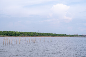 On the edge of the sea, there are wooden poles protecting waves