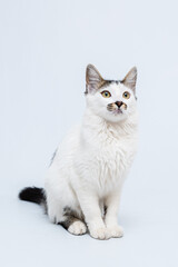 Gato de olhos verdes em fundo branco