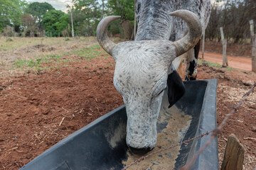 Gyr bull eating in a feeder near a barbed wire fence in a farm in Brazil
