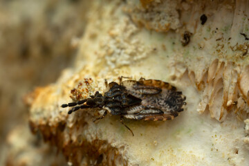 Flat bug, Aradus depressus on fungi photographed with high magnification