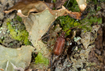 Spider beetle, Ptinus subpillosus on lungwort, Lobaria pulmonaria, macro photo