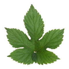 Common hop, Humulus lupulus leaf isolated on white background