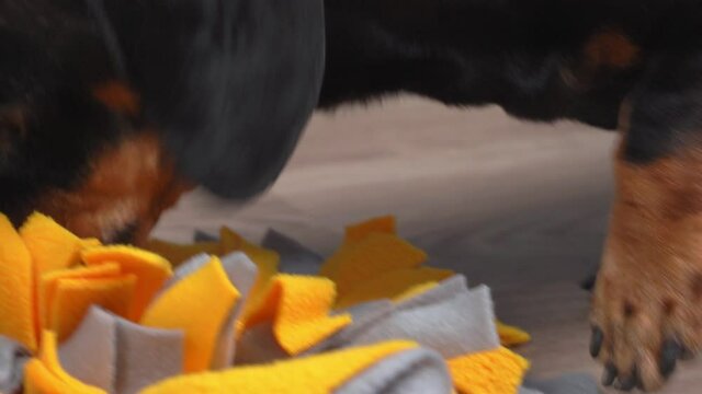 Adorable dog plays nose work game which it tries to tind the treat. Puppy trains its Intelligence with game.