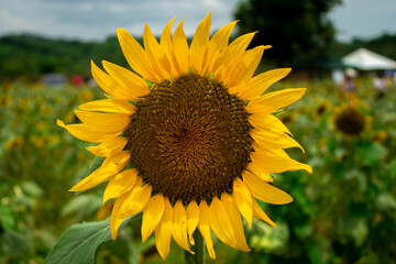 sunflower field in summer Cartagena