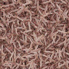 This is a beautiful and stunning pattern of oceanic creatures called band fish cepola tnia in high definition made by katarsis works
