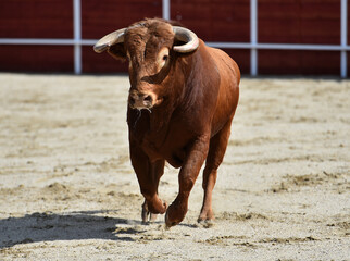 toro español con grandes cuernos en una plaza de toros durante un espectaculo taurino