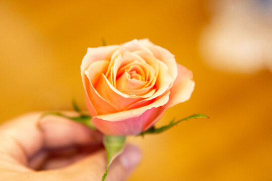 Single stem pink rose held in an Asian man's hand in banquet hall in Japan