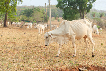 Cow eating grass in a farm pasture in the countryside of Brazil