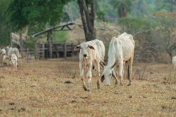 Obraz na płótnie Canvas Front view of Nellore calf in a farm pasture in the countryside of Brazil