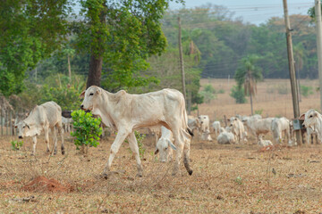 Fototapeta premium Side view of Nellore calf in a farm pasture in the countryside of Brazil