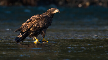 Brown feathers of an immature bald eagle standing on a chum salmon