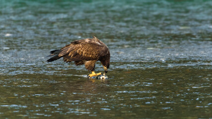 Immature bald eagle picks at a chum salmon in the cold Nooksack River water