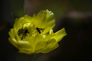 Selective Focus on stingless bee in  yellow flower of Prickly Pear Cactus. Opuntia ficus-indica pollination.