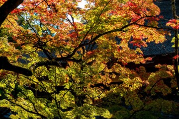 由布院の紅葉