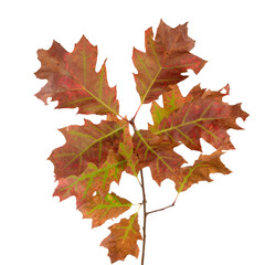 Quercus rubra