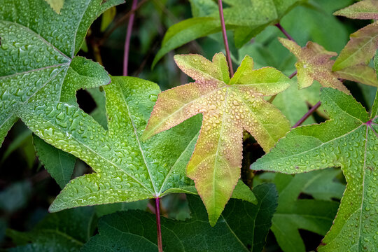 Dew-covered foliage of an American Sweetgum (Liquidambar styraciflua) as the colors transition into fall. Nature background image.