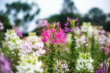 Pink and white flowers are blooming in the outdoor garden.