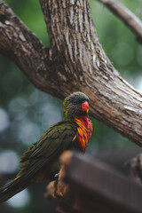 Vibrant Parrot sitting on tree branch