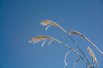 霧氷が付いた寒い冬の朝のススキの穂
