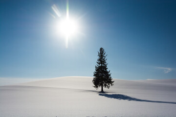冬の晴れた日の丘に立つマツの木　美瑛町
