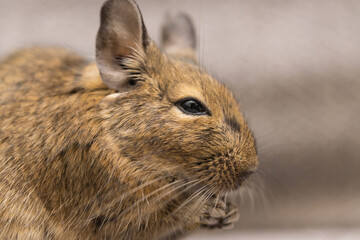 【ペット】デグー【小動物】