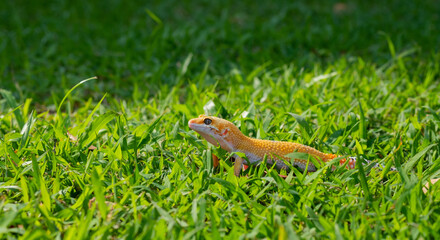 Common leopard gecko on the ground