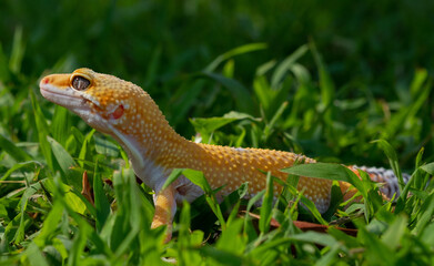 Common leopard gecko on the ground
