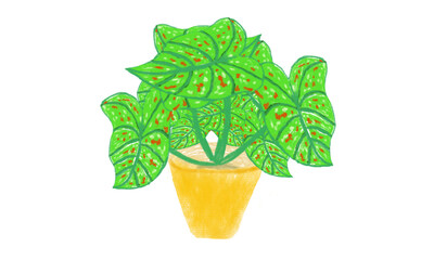 colorful caladium tropical plant in pot hand drawn illustration