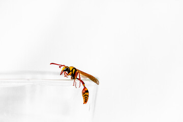 A wasp perched on the lip of a clear glass