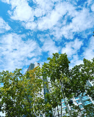 Obraz premium sky and tree