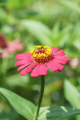 pink zinnia flower in nature garden