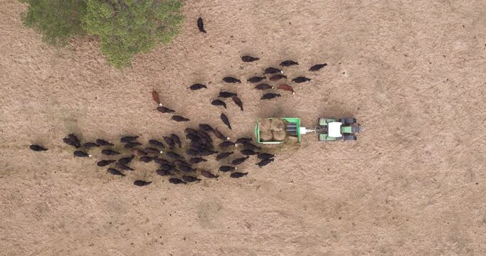 Drone shot directly above a tractor pulling a trailer that is feeding out bales of hay to cattle. The herd swarm around and follow to eat