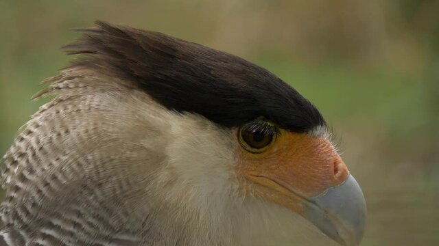 Isolated close-up shot of a Southern Crested Caracara (Mexican Eagle).