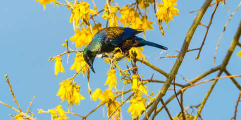  A beautiful iridescent Tui bird feeding on the colourful yellow flowers of New Zealand's native spring-flowering Kowhai tree. Tuis and Kowhai flowers signal that spring has arrived.